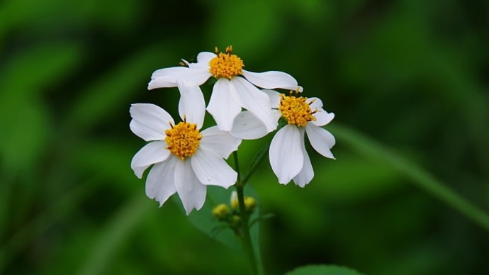 植物図鑑－76　タチアワユキセンダングサ