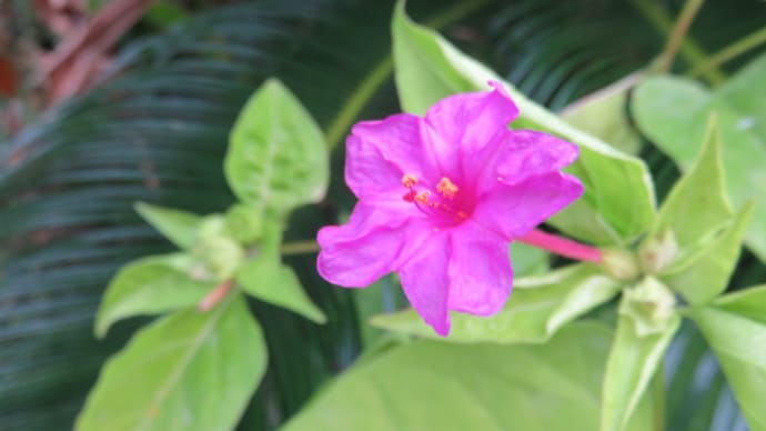 Mirabilis jalapa