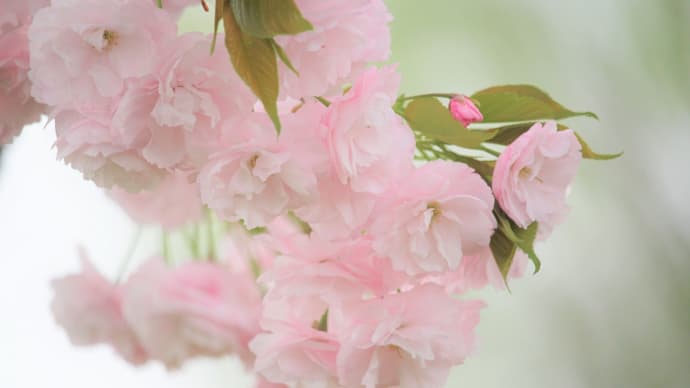 春香る、八重桜の春