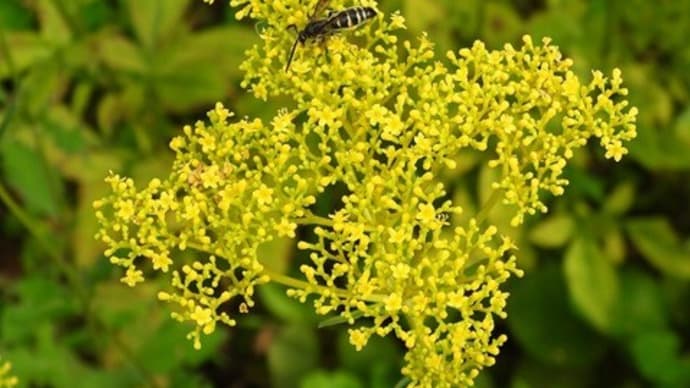 20240728 向島百花園とおまけ
