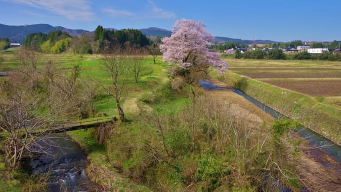  富山県南砺市、中尾「向野の桜」です！！