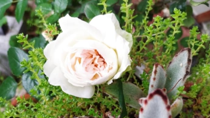 花ざかりの君たちへ