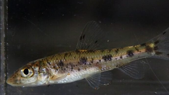 ズナガニゴイ幼魚で見比べる:夕暮れLED照明撮影チャレンジⅥ