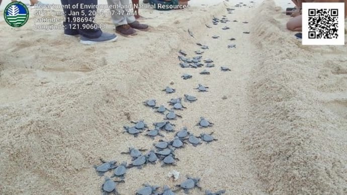 ボラカイ島のウミガメの孵化