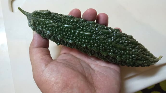 ゴーヤーの収穫