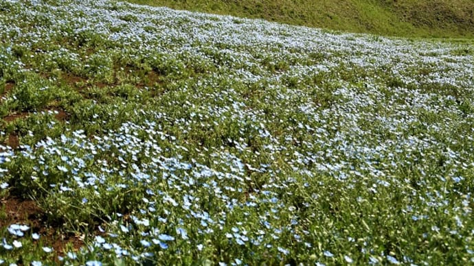 神奈川秦野の春　その２　2023