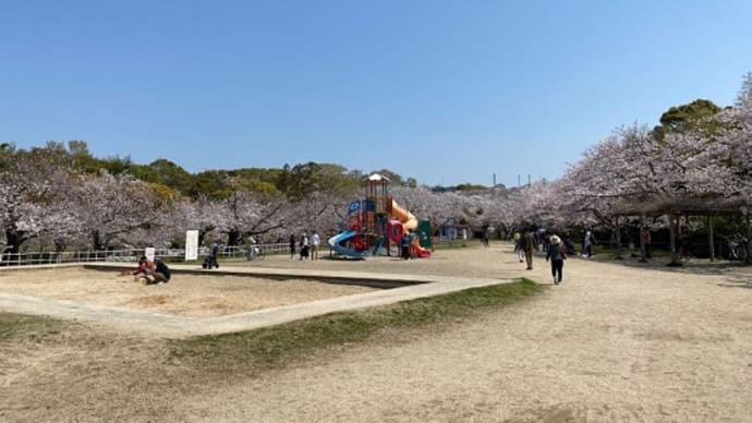 桜とたんぽぽとてんとう虫