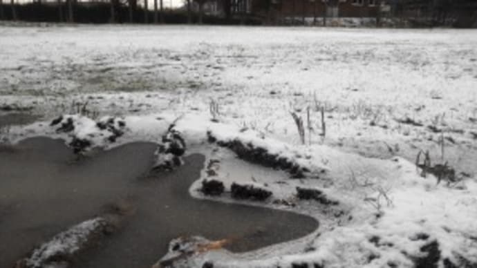 アメと雪の状況