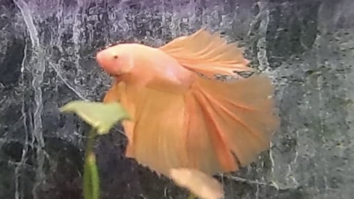 今週の入荷魚 1月11日
