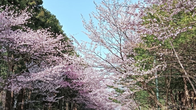札幌で花見🌸2024〜円山公園＆北海道神宮～
