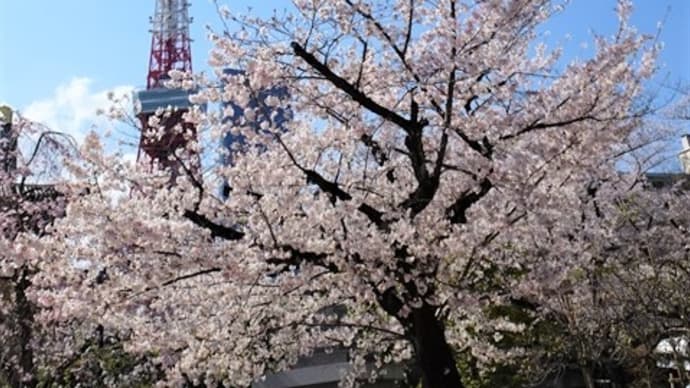 「増上寺の桜と東京タワー」