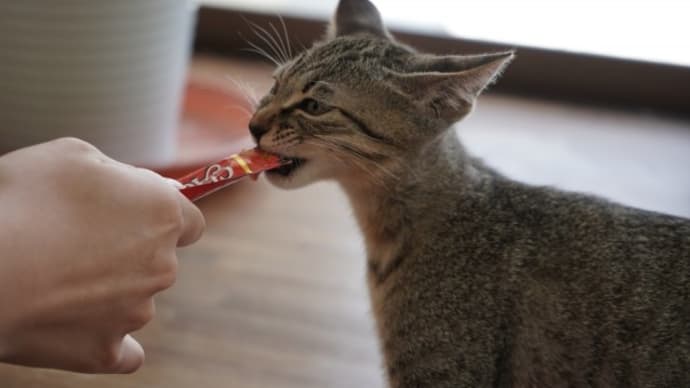 猫が夢中になるアレは