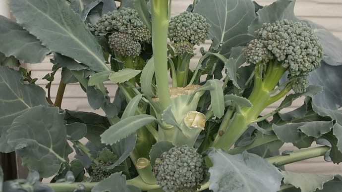 脇っコリー(側花蕾)を食べた