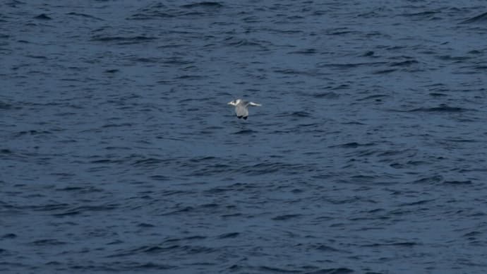 ミツユビカモメ・成鳥 佐渡航路