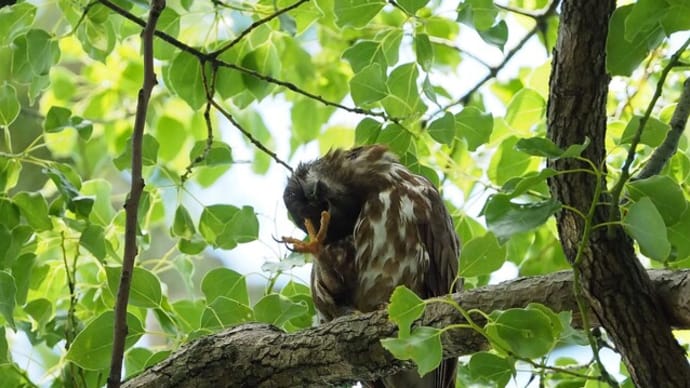 6月20日の鳥撮り散歩2・・・