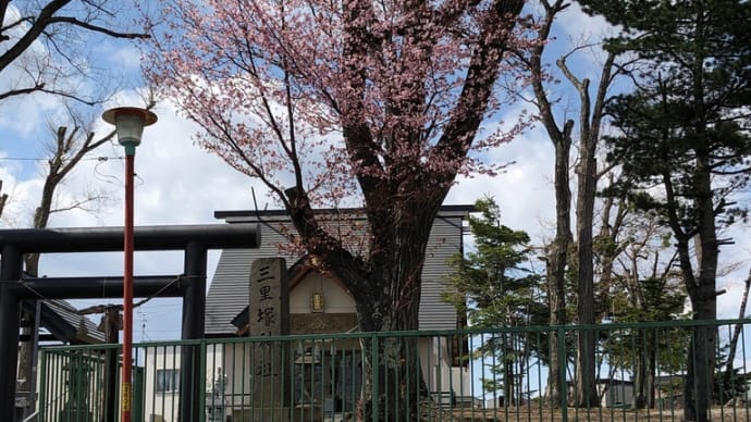 神社の桜