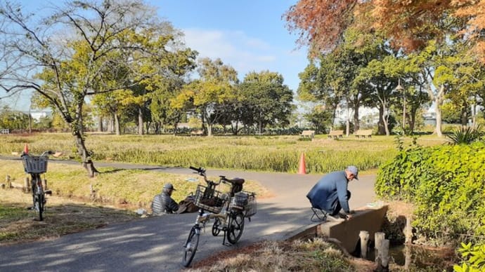 水元公園の黄葉/タナゴ釣り人