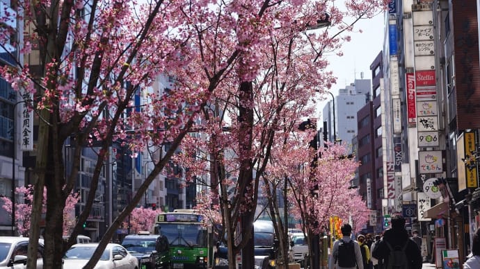 明治通りの陽光桜
