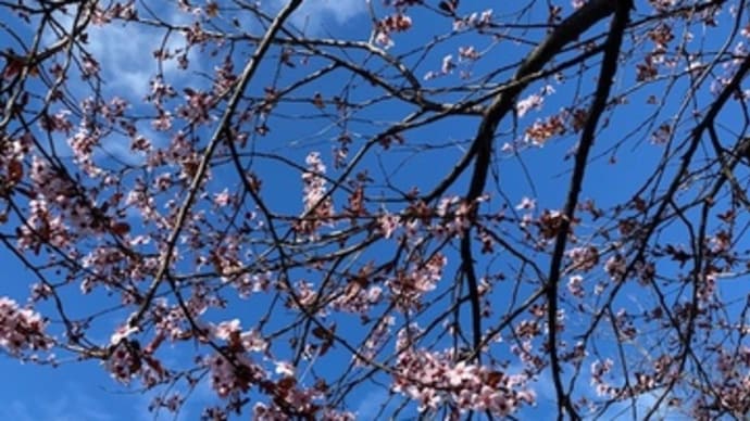 桜、そこここで咲く