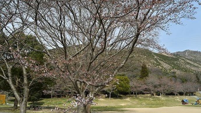 市ノ池公園 桜 2017
