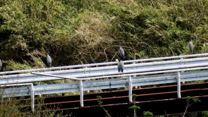 “夏鳥”・・飛来に偏り!?