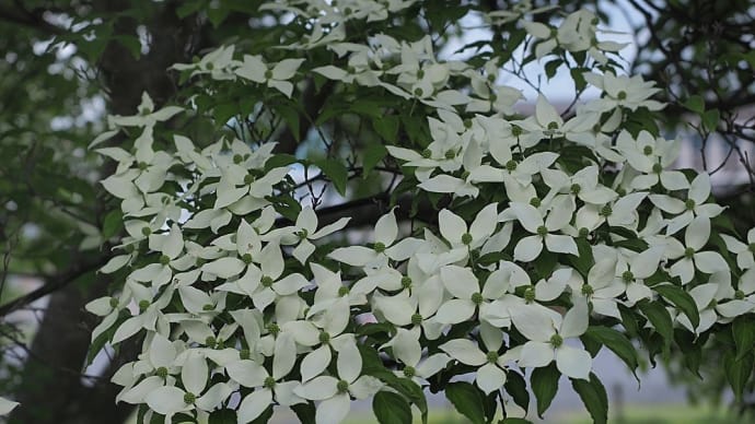 ★花付き良好ヤマボウシ・ギボウシの花・桜の実など 2024