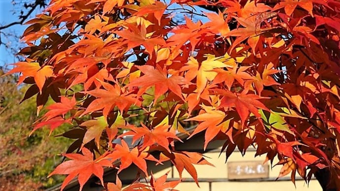 「日本庭園の紅葉」／昭和記念公園