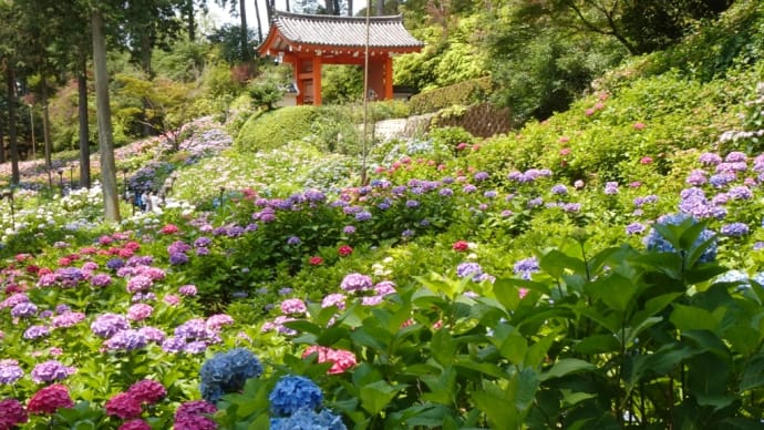 三室戸寺の紫陽花と黄檗山萬福寺参拝ウォーク〜京都府ウォーキング協会6月観にウォーク