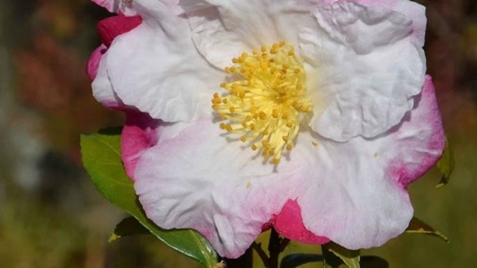 鉢植えのサザンカ(5) 「慶雲」