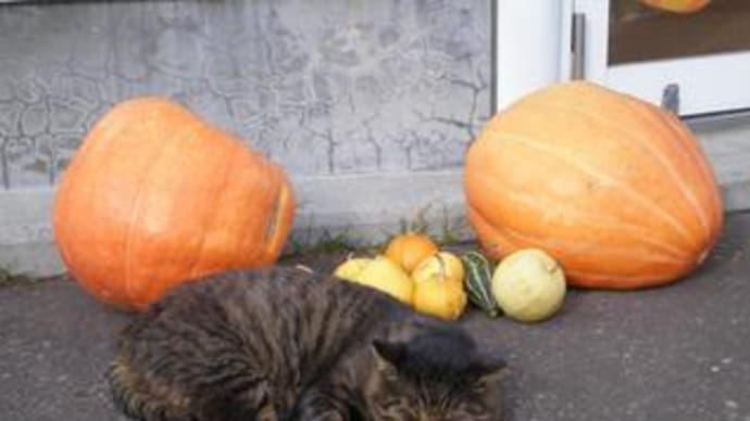 パークのねこ②