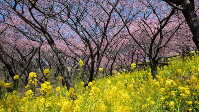相州 まつだ桜まつり