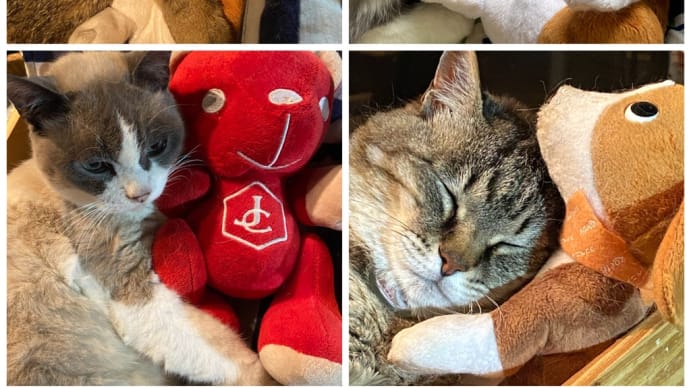 猫舟ニャンコはぬいぐるみLOVE💕