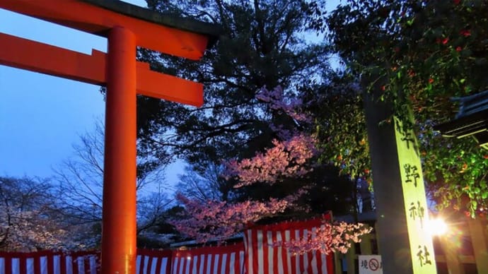 平野神社で桜と菜の花のライトアップ　仮想の風景