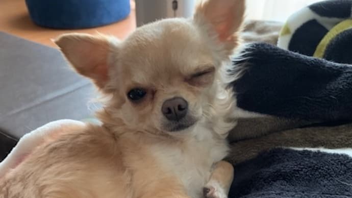 「朝も眠いでち💤」