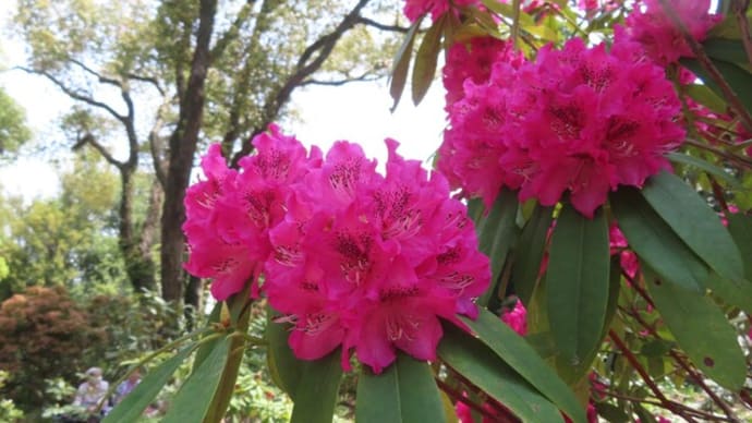 京都府立植物園4月アーカイブ(2)華やかな木々の花
