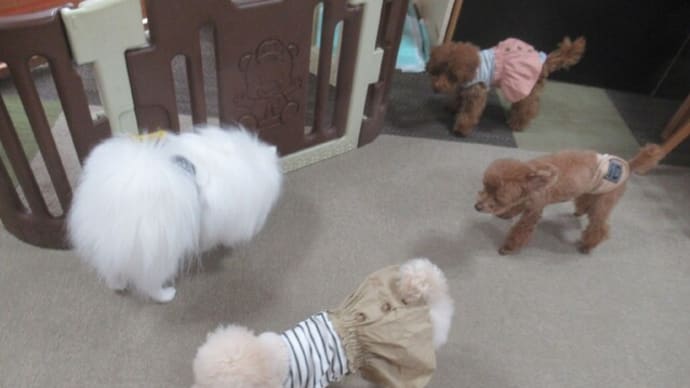 2023/12/23 犬の幼稚園BuddyDog