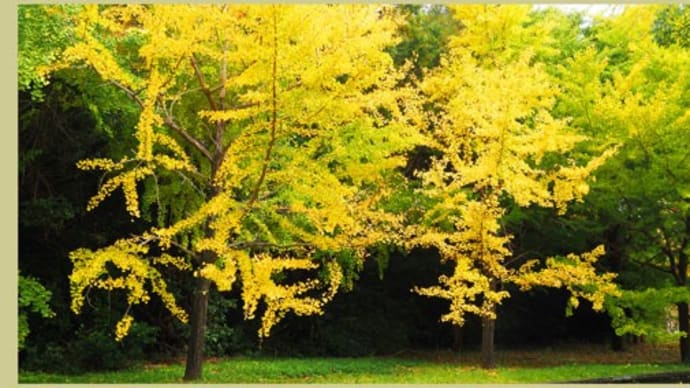 西大路の黄色に染まったイチョウの木