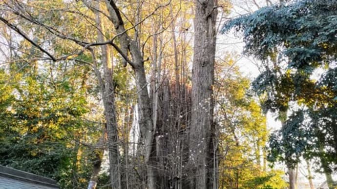 樹齢千年を超える大銀杏