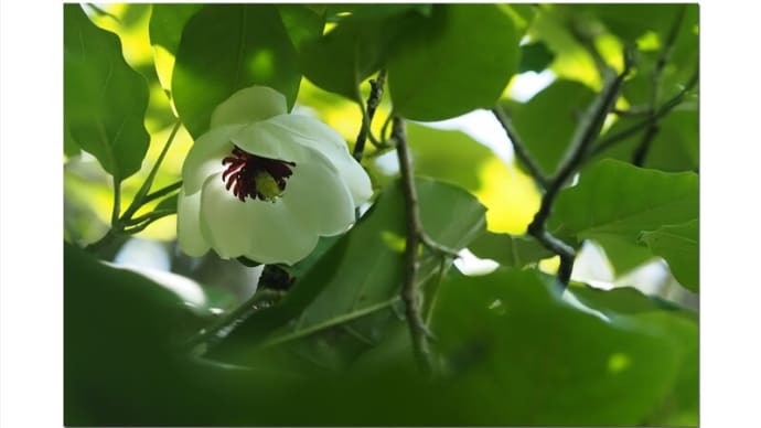 オオヤマレンゲ 光を通す花びら