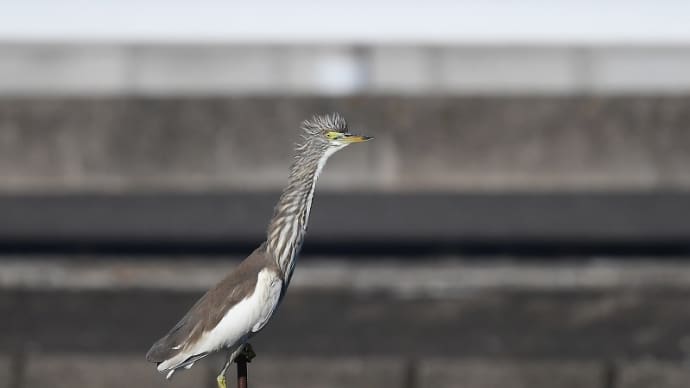 迷鳥アカガシラサギ