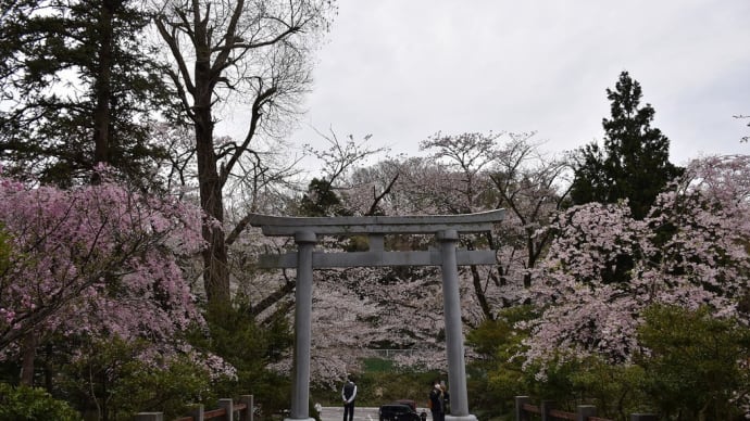 さくら狩り 新潟県西蒲原郡弥彦村弥彦 やひこ桜まつり:彌彦神社(1)桜苑