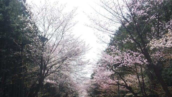 判官さまと枝垂れザクラ