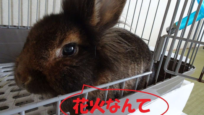 花火とワールドカップと