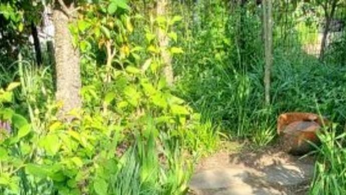 母の庭から~東側通路の草取り~