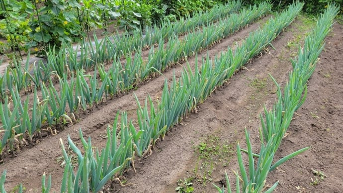 ネギの消毒・草刈り、そして鮎釣り・・・