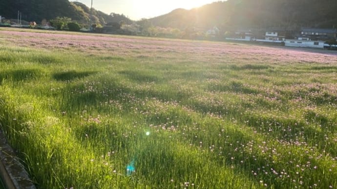 蓮華草の咲く景色