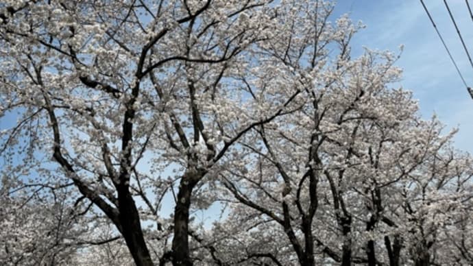 今年の桜の咲く季節は疲労困憊。