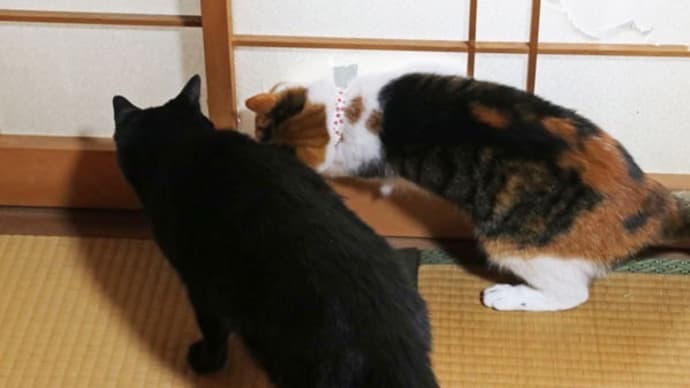 障子の向こう
