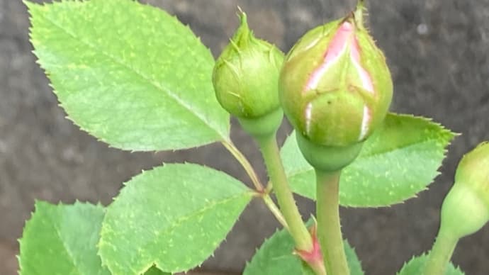 うれし、楽し、真夏の準備を進めましょう