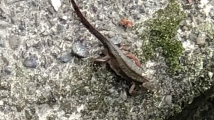 イモリだ